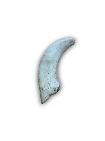 Anco Lamb Horn Marrows *(SALE)* - Skyvana Ltd